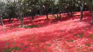 Urban Garden in Seoul, South Korea