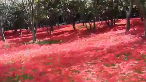 Urban Garden in Seoul, South Korea