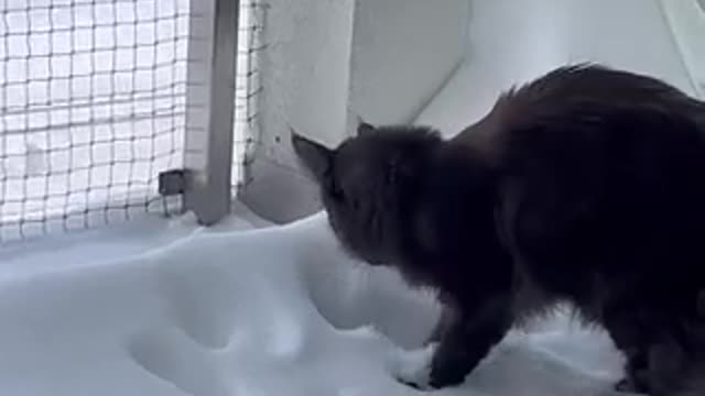 Funny cats playing with snow