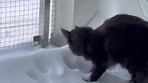 Funny cats playing with snow