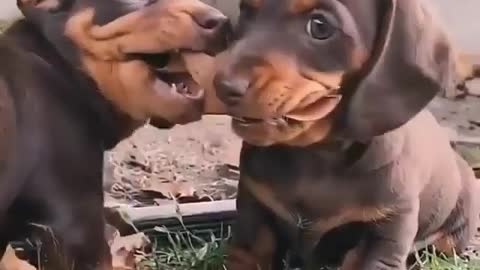 I told you, good leaves are hard to come by!! 😂🐶
