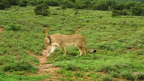 The Lion Family Really Enjoy Their Time Together.