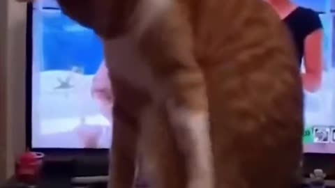 Cute animals