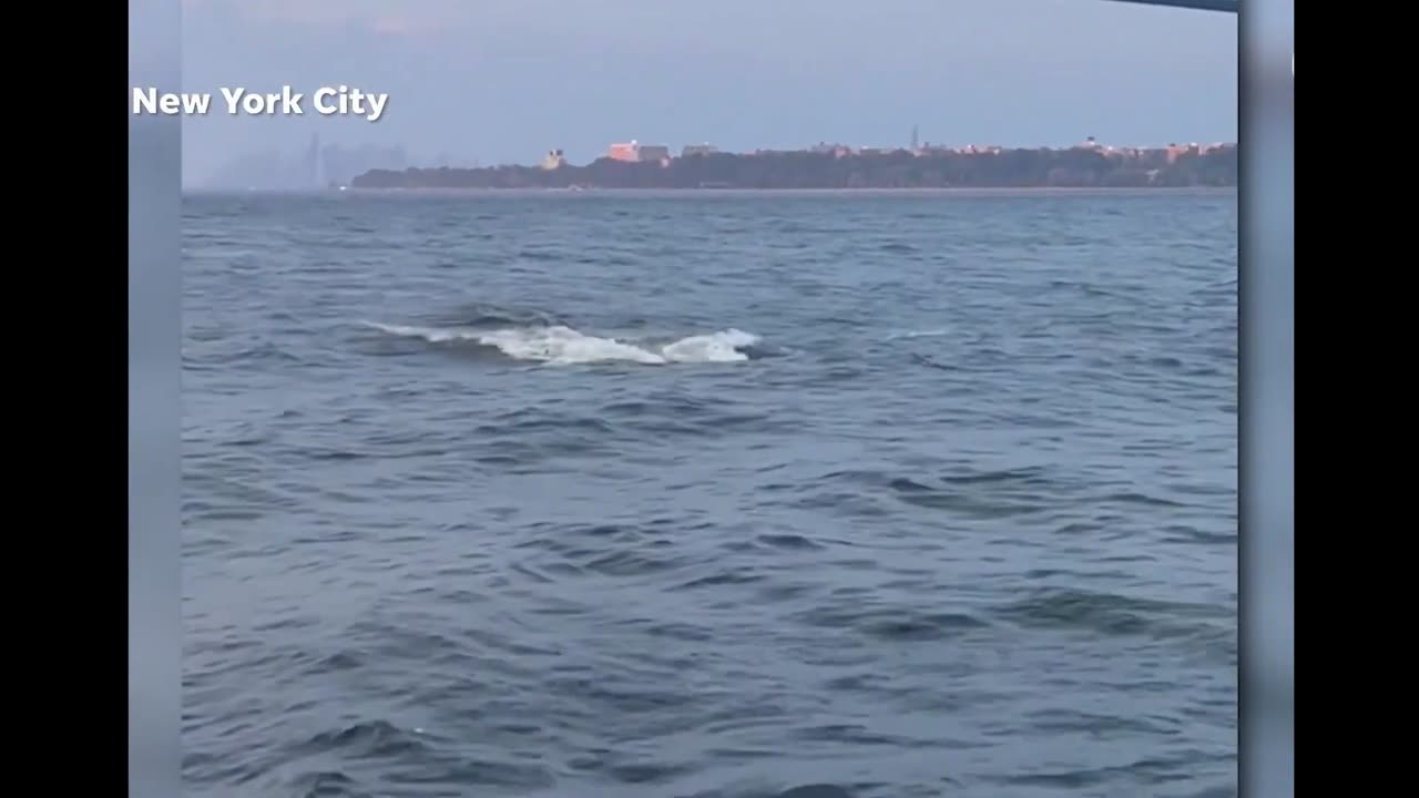 Massive whale breaches New York City waters