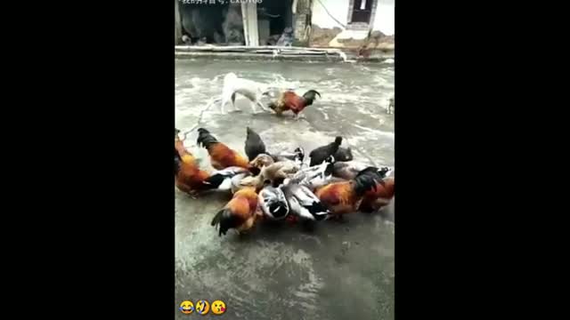 Chicken vs Dog| Funny videos collection