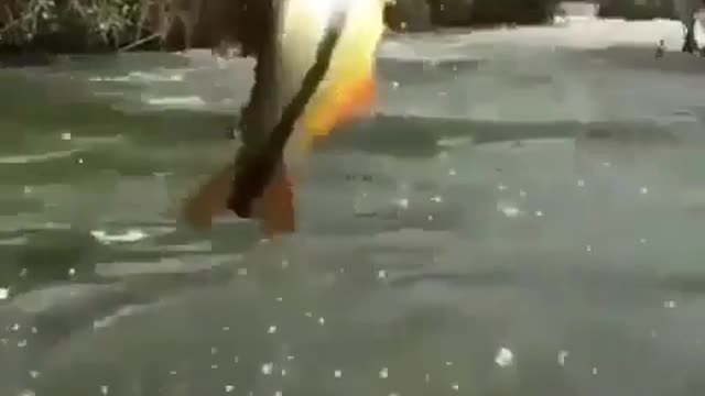 This is a beautiful and charming water-dwelling species