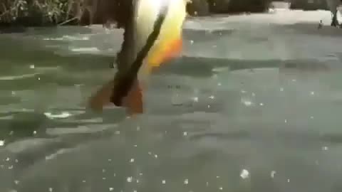 This is a beautiful and charming water-dwelling species