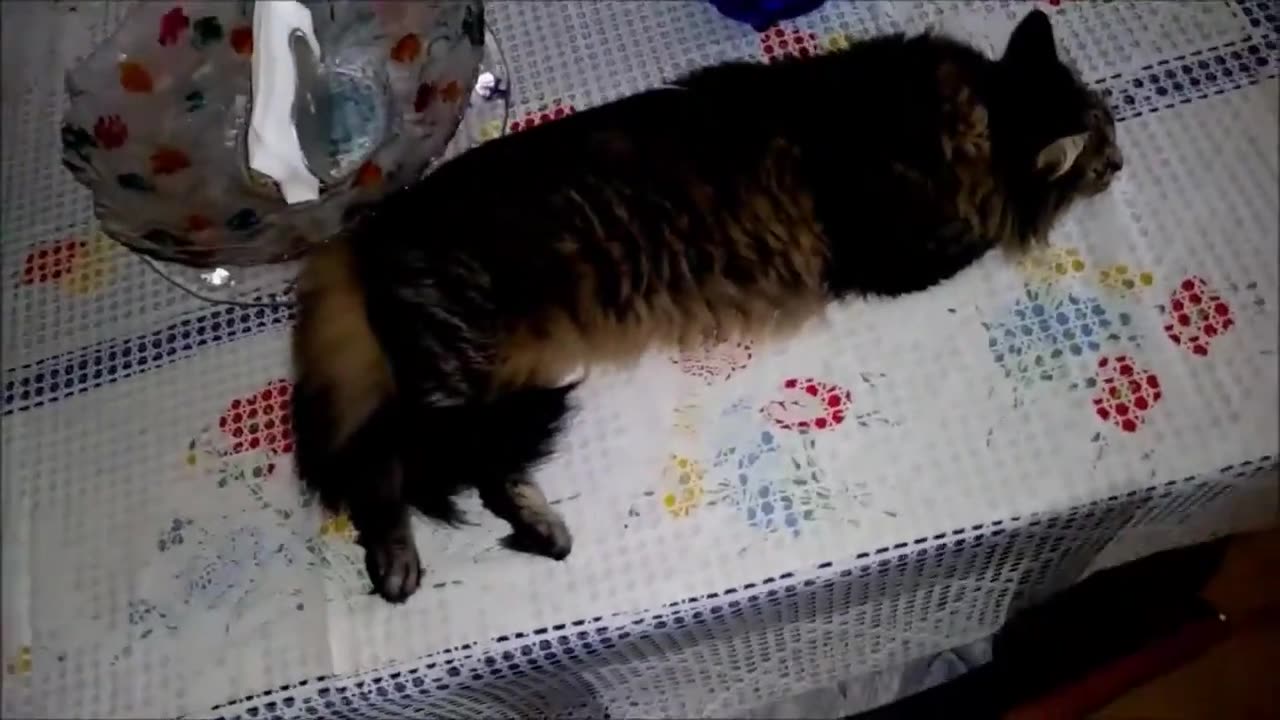 Catvideos | funnycats | cutekittens | catfails | catsplaying ep2