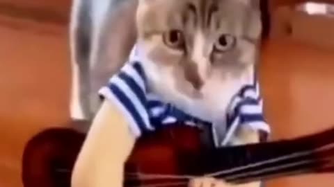 Cat like to play guitar