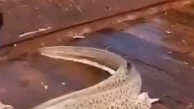 Fishing bycatch