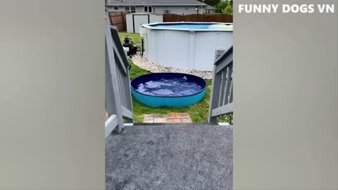 Funniest Dogs And Cats 🐱🐶