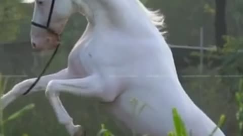White horse