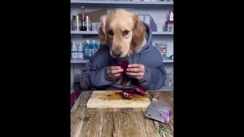 Funny Animals