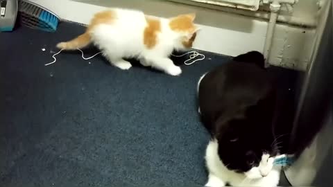 Funny & Cute Cat Compilation Video
