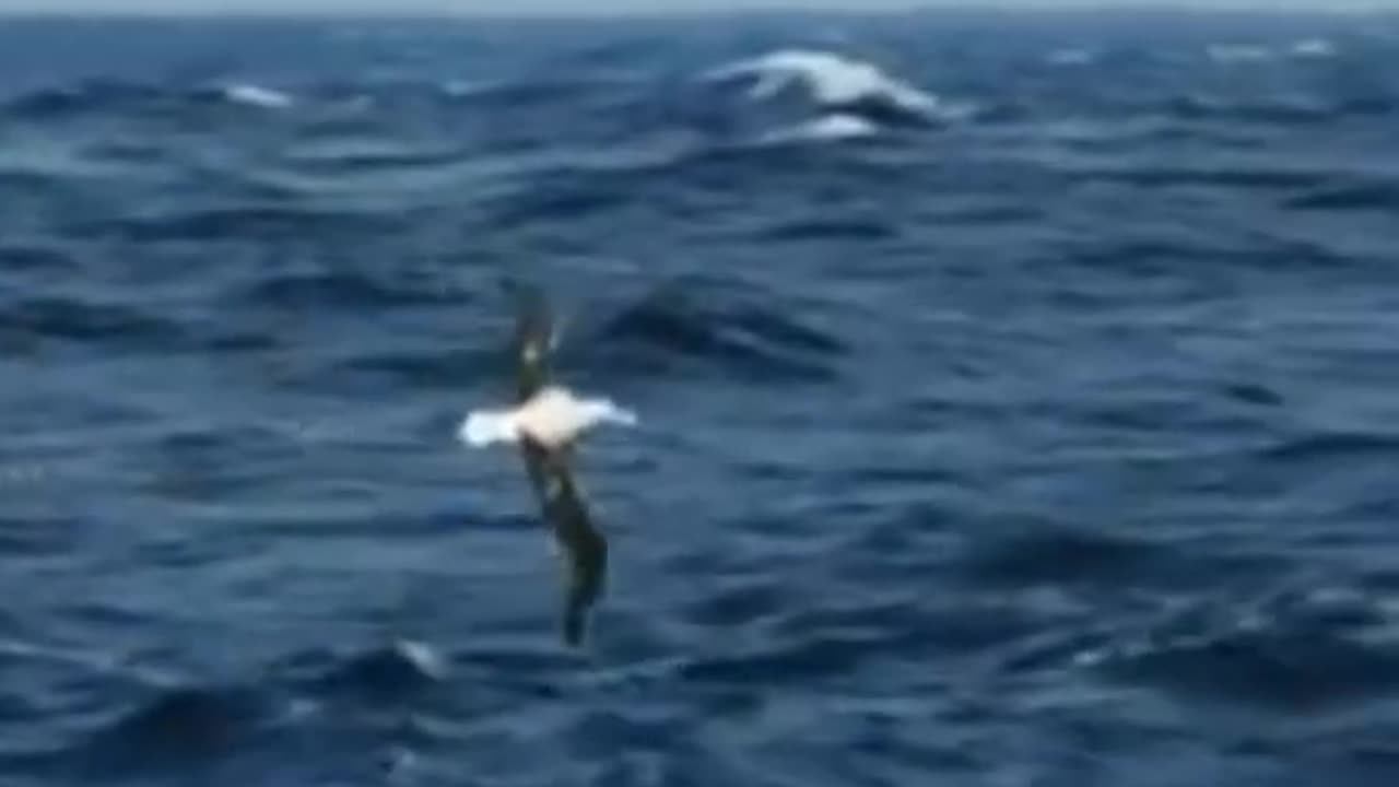 Wandering Albatross