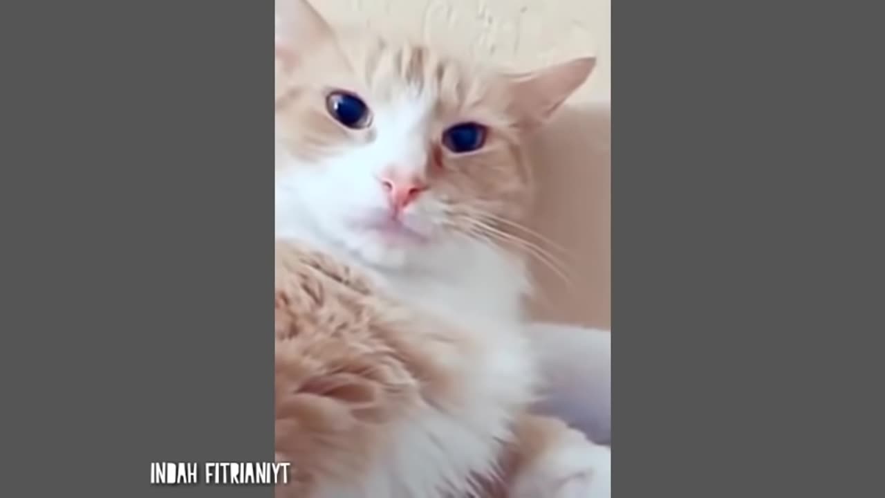 Video Kucing Lucu Bikin Ketawa Ngakak