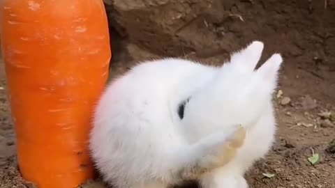 Carrot eating rabbit