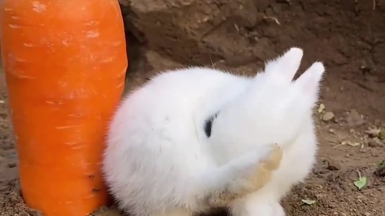 Carrot eating rabbit