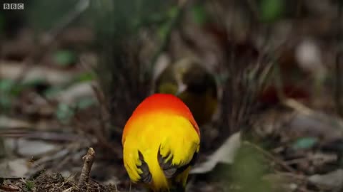 The Bowerbird's Grand Performance! _ Life Story _ BBC Earth