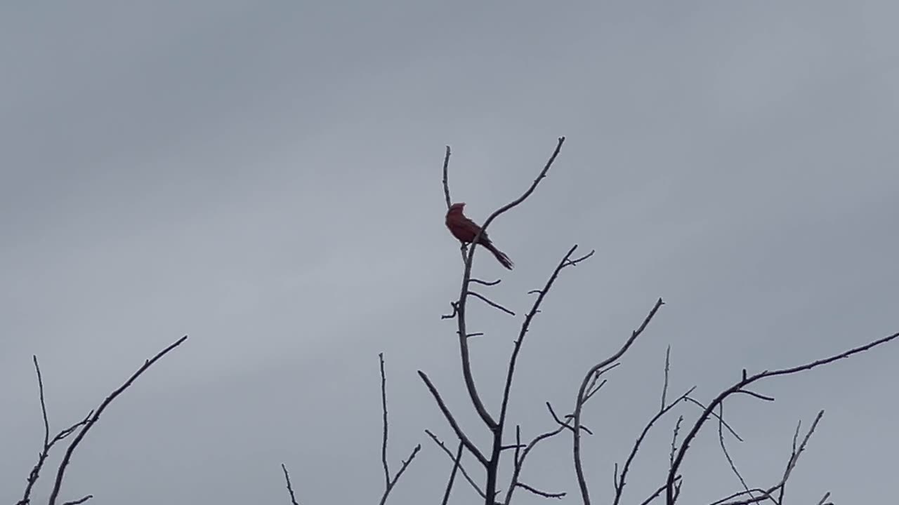 Male Cardinal serenading gas station customers