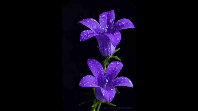 Sleep Relaxing Music for Stress Relief ~ Calming Music ~ Meditation