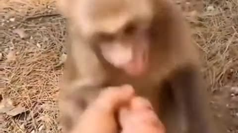 Funny monkey #shak hand