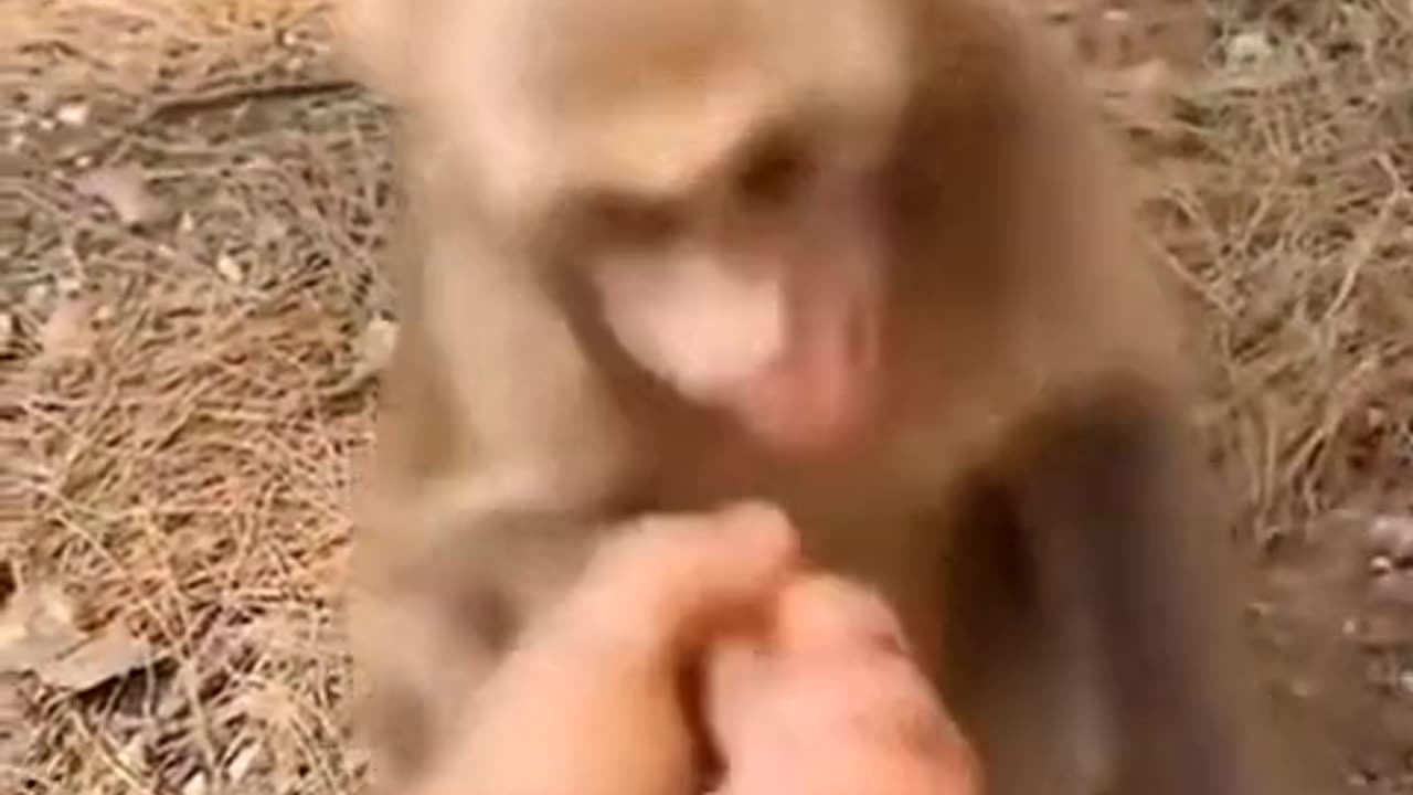 Funny monkey #shak hand