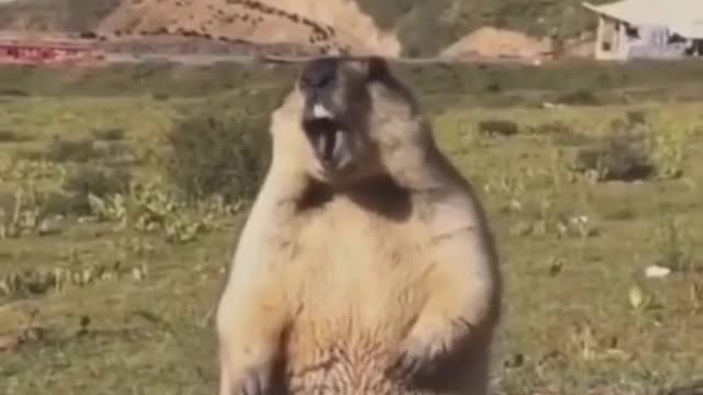 Funny animals