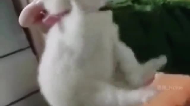 Who wouldn’t want a kitten like that🥰