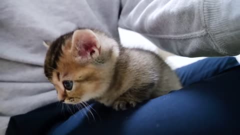 A kitten having a big adventure on owner's lap