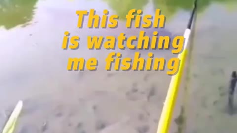 This fish is watching me fishing