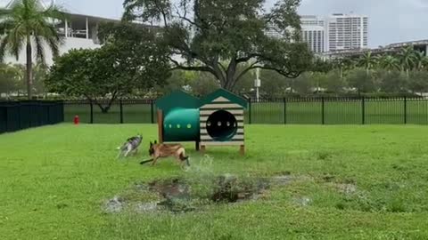 Husky VS Malinois