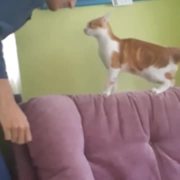 UFC cat | Try Not Laugh