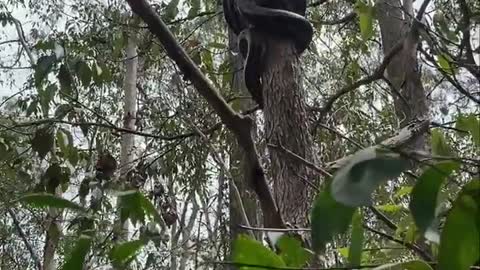 Python Climbs Tree