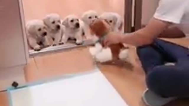 Potty training puppies