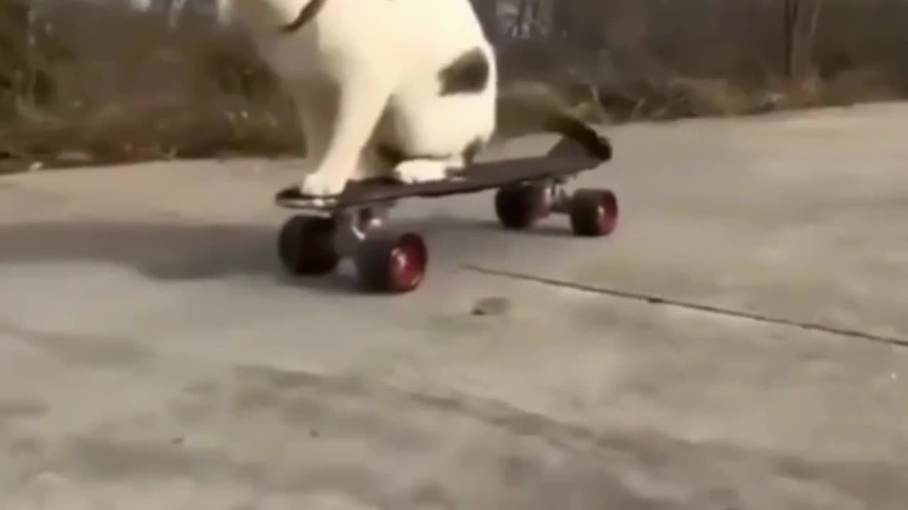 Skating karte cat #cat