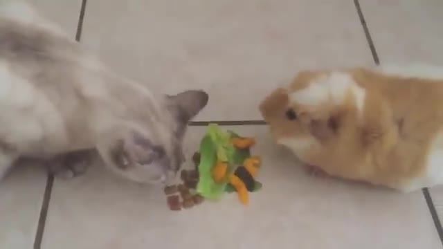 Guinea Pig and Cat eating together