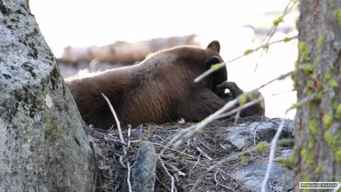 Mother Black Bear & Her Adorable Bear Cub in Sequoia National Park - California