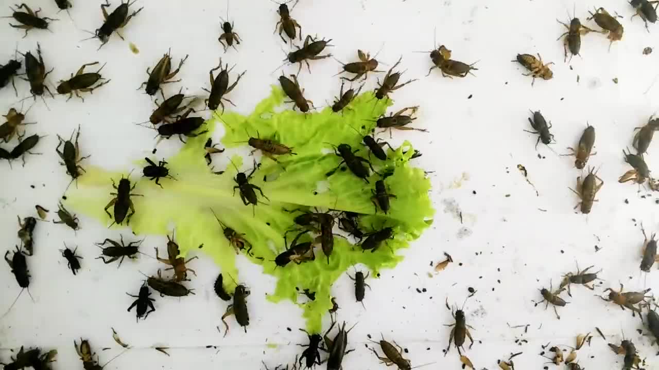 Cricket vs Leave time-lapse