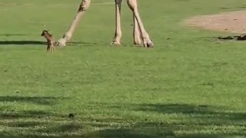 A very tall giraffe meets a very small fawn