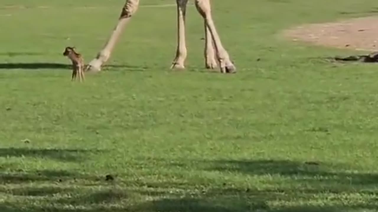 A very tall giraffe meets a very small fawn