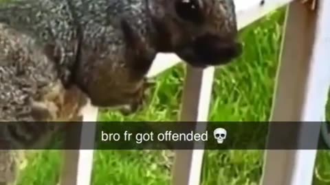 Squirrel got offended 😲