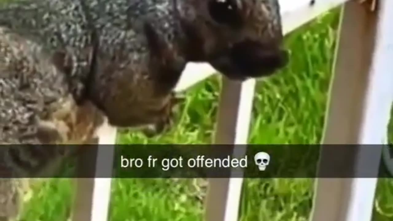 Squirrel got offended 😲