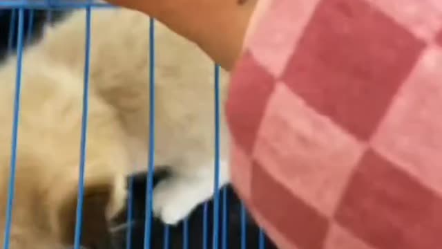 This kitten is cute and looks good(2)