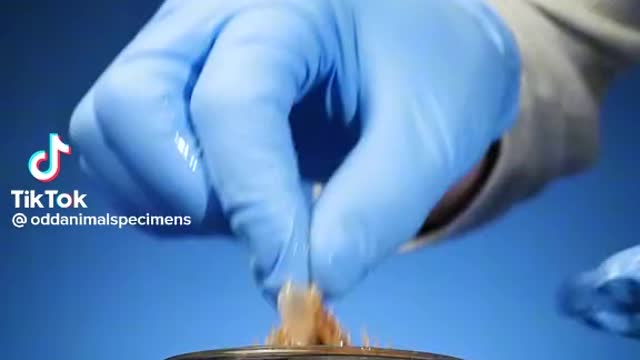 Pufferfish facts for you to study