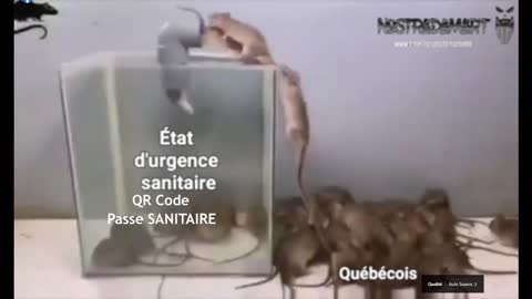 Expérience sur les rats devant ou pas entrer une cage piégée.