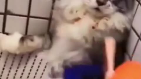 Compilation of dogs and cat videos funny dogs and cats 😂