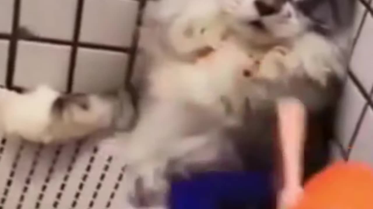 Compilation of dogs and cat videos funny dogs and cats 😂