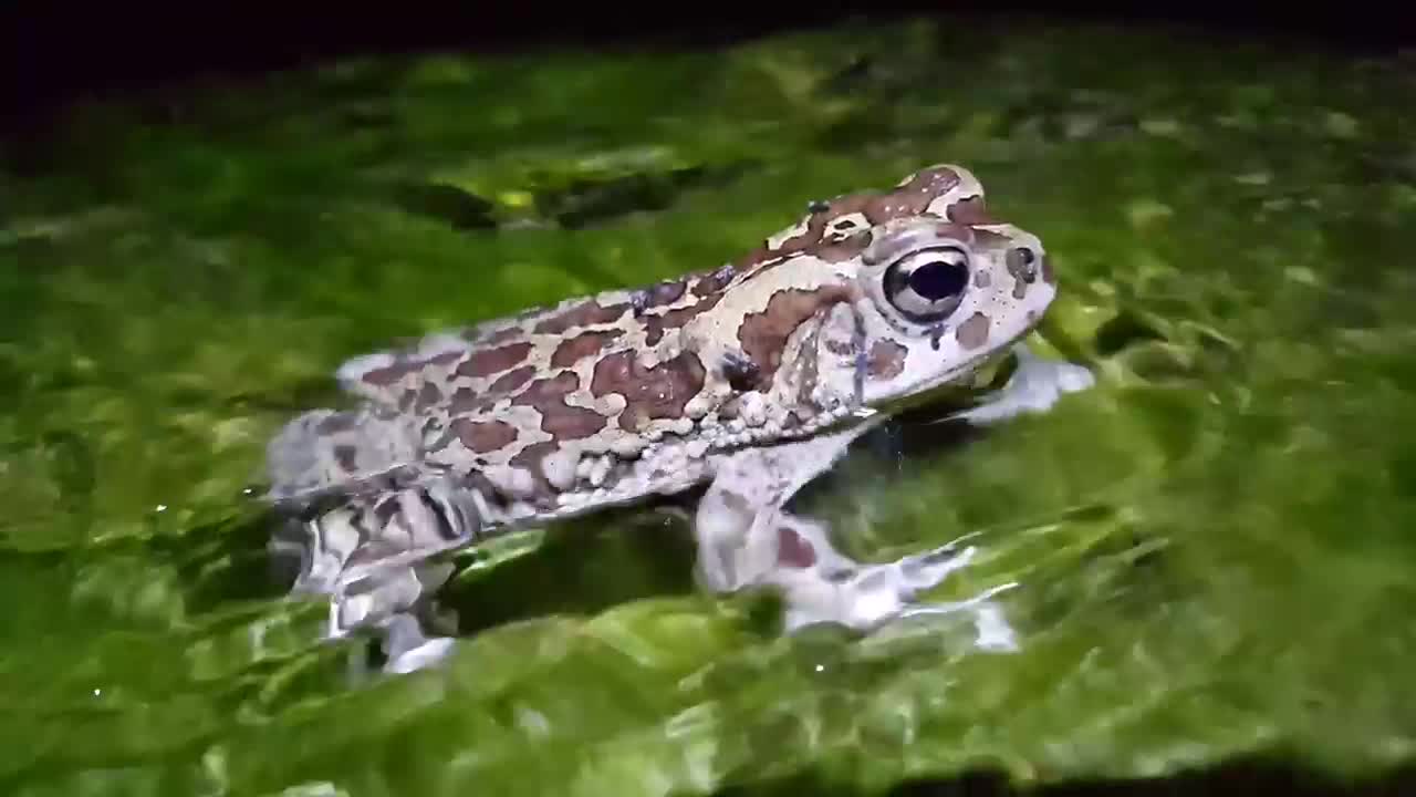 Toad sitting in a stream