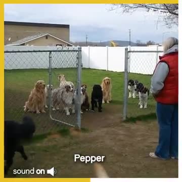 Are these the world's most patient dogs?